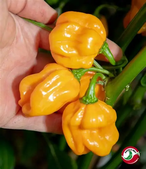 NuMex Orange Suave
